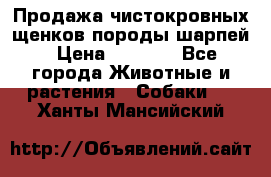 Продажа чистокровных щенков породы шарпей › Цена ­ 8 000 - Все города Животные и растения » Собаки   . Ханты-Мансийский